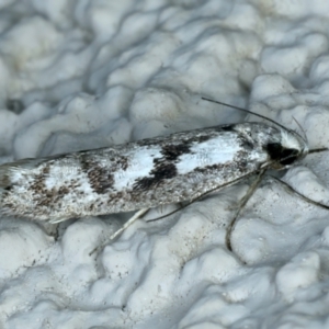 Eusemocosma pruinosa at Ainslie, ACT - 24 Oct 2023