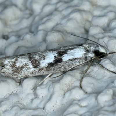 Eusemocosma pruinosa (Philobota Group Concealer Moth) at Ainslie, ACT - 24 Oct 2023 by jb2602
