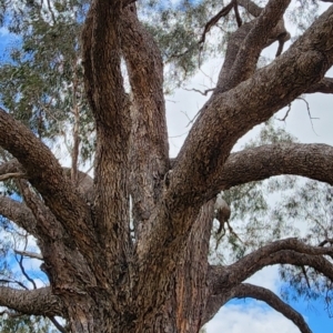 Eucalyptus bridgesiana at Kowen, ACT - 10 May 2024
