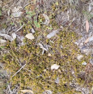 Pultenaea subspicata at Tuggeranong, ACT - 27 Oct 2023 01:36 PM