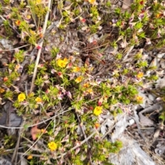 Pultenaea subspicata at Tuggeranong, ACT - 27 Oct 2023