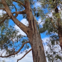 Eucalyptus aggregata at Kowen, ACT - 10 Jul 2024