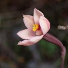 Thelymitra rubra (Salmon Sun Orchid) at Halls Gap, VIC - 18 Oct 2023 by AnneG1