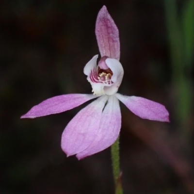 Caladenia carnea (Pink Fingers) at Halls Gap, VIC - 18 Oct 2023 by AnneG1