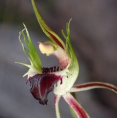 Caladenia parva (Brown-clubbed Spider Orchid) at Halls Gap, VIC - 17 Oct 2023 by AnneG1
