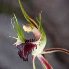 Caladenia parva (Brown-clubbed Spider Orchid) at Halls Gap, VIC - 18 Oct 2023 by AnneG1