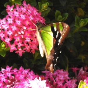 Graphium macleayanum at Acton, ACT - 27 Oct 2023