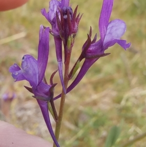 Linaria pelisseriana at Paddys River, ACT - 27 Oct 2023