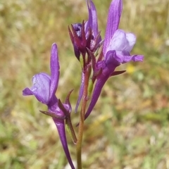 Linaria pelisseriana at Paddys River, ACT - 27 Oct 2023