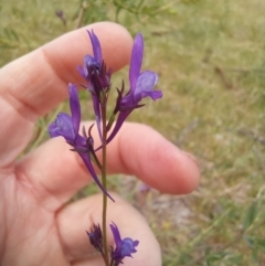 Linaria pelisseriana at Paddys River, ACT - 27 Oct 2023