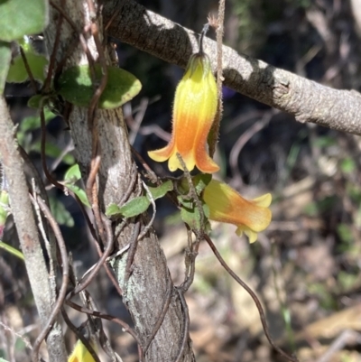 Marianthus bignoniacea (Orange Bell-Climber) at Halls Gap, VIC - 18 Oct 2023 by AnneG1