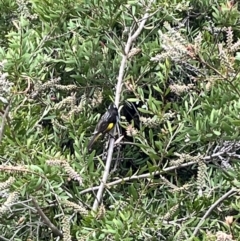 Phylidonyris novaehollandiae (New Holland Honeyeater) at Acton, ACT - 27 Oct 2023 by courtneyb