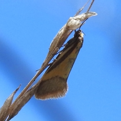 Philobota undescribed species near arabella (A concealer moth) at Tuggeranong, ACT - 27 Oct 2023 by JohnBundock