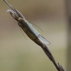 Philobota undescribed species near arabella at Tuggeranong, ACT - 27 Oct 2023