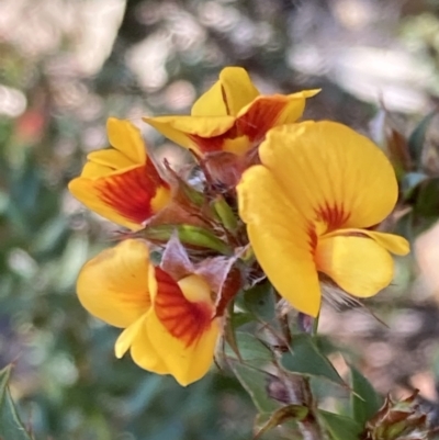 Pultenaea costata (Ribbed Bush-pea) at Bellfield, VIC - 18 Oct 2023 by AnneG1