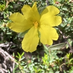 Hibbertia sericea at Bellfield, VIC - 19 Oct 2023 by AnneG1