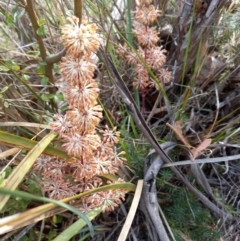 Lomandra multiflora (Many-flowered Matrush) at Paddys River, ACT - 27 Oct 2023 by jac