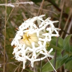 Pimelea treyvaudii (Grey Riceflower) at Paddys River, ACT - 27 Oct 2023 by jac