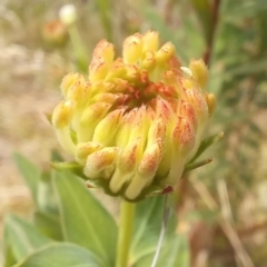 Pimelea treyvaudii at Paddys River, ACT - 27 Oct 2023 11:24 AM