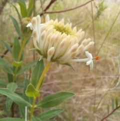 Pimelea treyvaudii at Paddys River, ACT - 27 Oct 2023