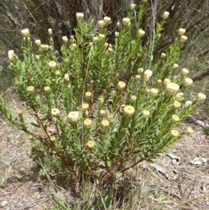 Pimelea treyvaudii at Paddys River, ACT - 27 Oct 2023 11:24 AM