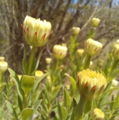 Pimelea treyvaudii at Paddys River, ACT - 27 Oct 2023 11:24 AM