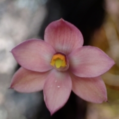 Thelymitra rubra (Salmon Sun Orchid) at Zumsteins, VIC - 19 Oct 2023 by AnneG1