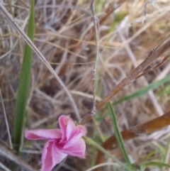 Convolvulus angustissimus subsp. angustissimus (Australian Bindweed) at Paddys River, ACT - 27 Oct 2023 by jac