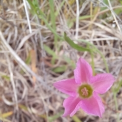 Convolvulus angustissimus subsp. angustissimus at Paddys River, ACT - 27 Oct 2023 11:57 AM