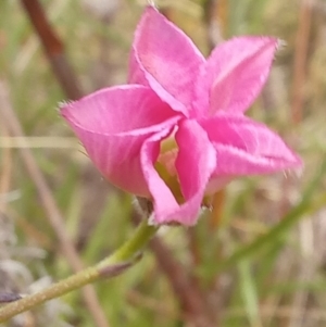 Convolvulus angustissimus subsp. angustissimus at Paddys River, ACT - 27 Oct 2023 11:57 AM