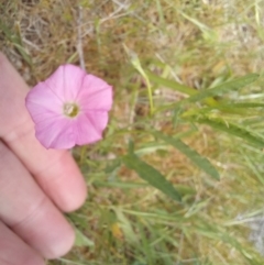 Convolvulus angustissimus subsp. angustissimus at Paddys River, ACT - 27 Oct 2023 11:57 AM