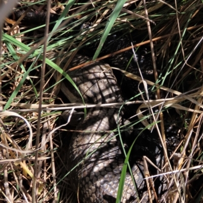 Tiliqua scincoides scincoides (Eastern Blue-tongue) at Monash, ACT - 13 Oct 2023 by AndyRoo