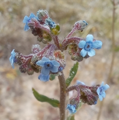 Cynoglossum australe (Australian Forget-me-not) at Paddys River, ACT - 27 Oct 2023 by jac