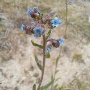 Cynoglossum australe at Paddys River, ACT - 27 Oct 2023