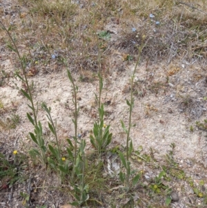 Cynoglossum australe at Paddys River, ACT - 27 Oct 2023