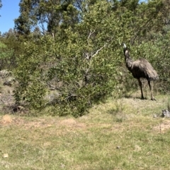 Dromaius novaehollandiae (Emu) at Coree, ACT - 26 Oct 2023 by Matthewl