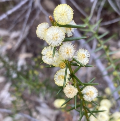 Acacia ulicifolia (Prickly Moses) at Mitre, VIC - 19 Oct 2023 by AnneG1