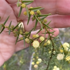 Acacia ulicifolia at Mitre, VIC - 20 Oct 2023 10:08 AM