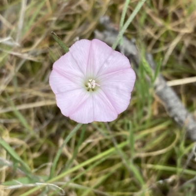 Convolvulus angustissimus subsp. angustissimus (Australian Bindweed) at Mitre, VIC - 19 Oct 2023 by AnneG1