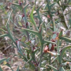 Daviesia pectinata (Thorny Bitter-Pea) at Mitre, VIC - 20 Oct 2023 by AnneG1