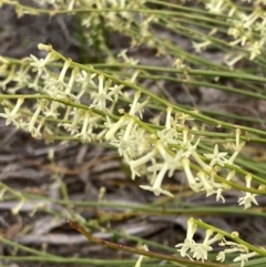 Stackhousia viminea (Slender Stackhousia) at Mitre, VIC - 20 Oct 2023 by AnneG1