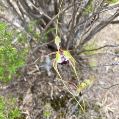 Caladenia tentaculata (Fringed Spider Orchid) at Mitre, VIC - 20 Oct 2023 by AnneG1