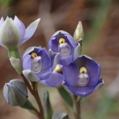 Thelymitra arenaria (Forest Sun Orchid) at Mitre, VIC - 19 Oct 2023 by AnneG1