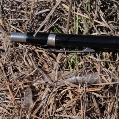 Delma inornata (Olive Legless-lizard) at Monash Grassland - 13 Oct 2023 by AndyRoo