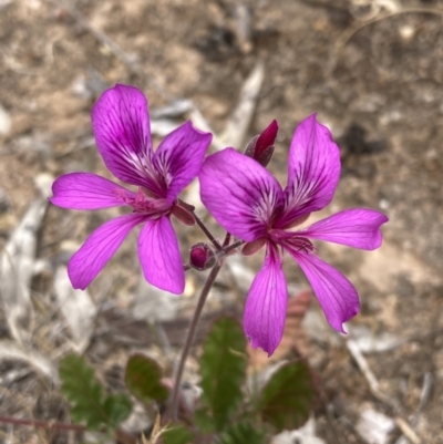 Pelargonium rodneyanum (Magenta Stork's Bill) at Mitre, VIC - 20 Oct 2023 by AnneG1