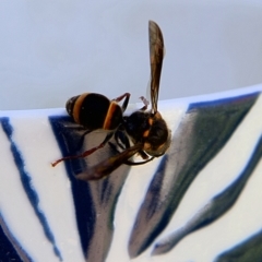 Paralastor sp. (genus) (Potter Wasp) at Higgins, ACT - 27 Oct 2023 by MichaelWenke