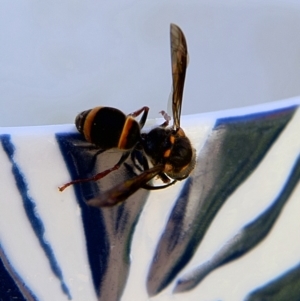 Euodynerus sp. (genus) at Higgins, ACT - 27 Oct 2023