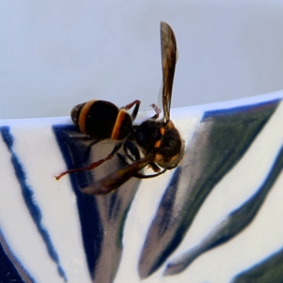 Paralastor sp. (genus) (Potter Wasp) at Higgins, ACT - 27 Oct 2023 by MichaelWenke