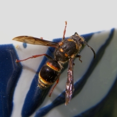 Euodynerus sp. (genus) at Higgins, ACT - 27 Oct 2023