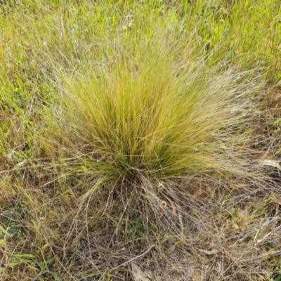 Nassella trichotoma (Serrated Tussock) at Isaacs, ACT - 27 Oct 2023 by Mike